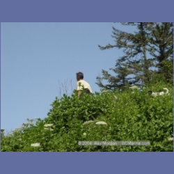 2003_2667_Dicebox_Island_Barkley_Sound.html
