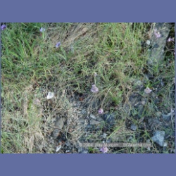 2003_2682_Dicebox_Island_Barkley_Sound.html