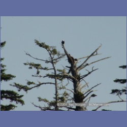 2003_2688_Dicebox_Island_Barkley_Sound.html