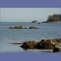 2003_2690_Dicebox_Island_Barkley_Sound.html