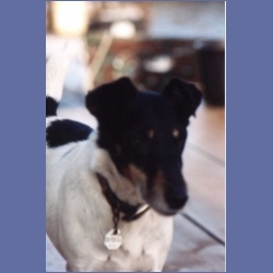 1997_Joey_Dogs161.html