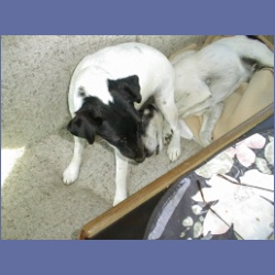 1999_509_Edgar_Joey_Dogs.html