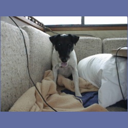 2000_515_Edgar_Seasick_Dogs.html