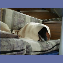 2001_308_Edgar_Dogs.html