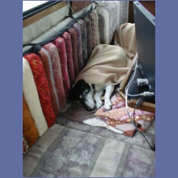 2001_309_Joey_Dogs.html