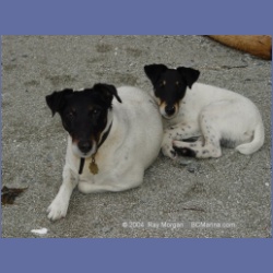 2003_2589_Dogs_Barkley_Sound.html