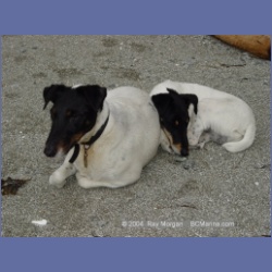 2003_2590_Dogs_Barkley_Sound.html