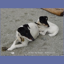 2003_2591_Dogs_Barkley_Sound.html