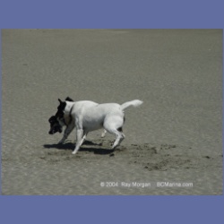 2003_2813_Kutcous_Point_Dogs.html