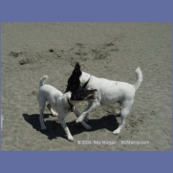 2003_2814_Kutcous_Point_Dogs.html