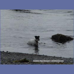 2003_3034_Rosa_Island_Esperanza_Inlet_Dogs.html