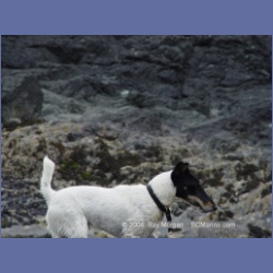 2003_3037_Nuchatlitz_Inlet_Dogs.html