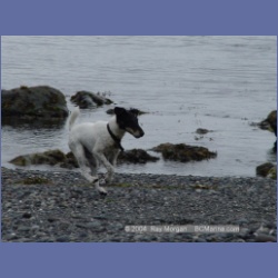 2003_3038_Nuchatlitz_Inlet_Dogs.html