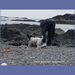 2003_3041_Nuchatlitz_Inlet_Dogs.html