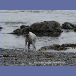 2003_3044_Nuchatlitz_Inlet_Dogs.html