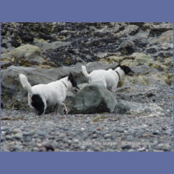 2003_3046_Nuchatlitz_Inlet_Dogs.html