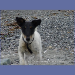 2003_3048_Nuchatlitz_Inlet_Dogs.html