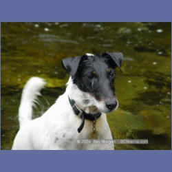 2003_3644_Power_River_Ououkinsh_Inlet_Dogs.html