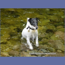 2003_3646_Power_River_Ououkinsh_Inlet_Dogs.html