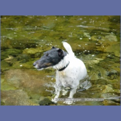2003_3651_Power_River_Ououkinsh_Inlet_Dogs.html