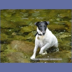 2003_3652_Power_River_Ououkinsh_Inlet_Dogs.html