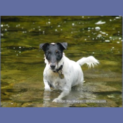 2003_3654_Power_River_Ououkinsh_Inlet_Dogs.html