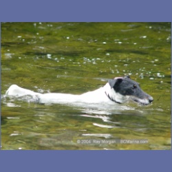 2003_3655_Power_River_Ououkinsh_Inlet_Dogs.html