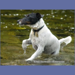 2003_3656_Power_River_Ououkinsh_Inlet_Dogs.html