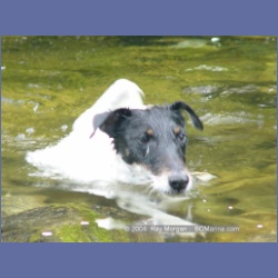 2003_3658_Power_River_Ououkinsh_Inlet_Dogs.html