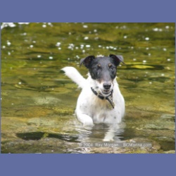 2003_3659_Power_River_Ououkinsh_Inlet_Dogs.html