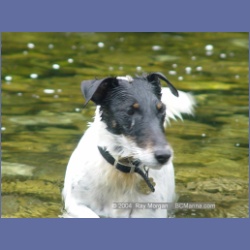 2003_3660_Power_River_Ououkinsh_Inlet_Dogs.html