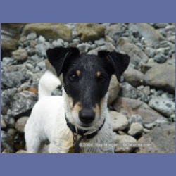 2003_3661_Power_River_Ououkinsh_Inlet_Dogs.html