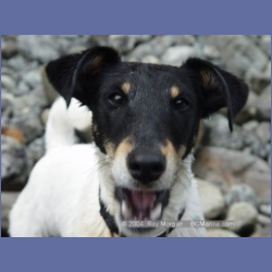 2003_3662_Power_River_Ououkinsh_Inlet_Dogs.html