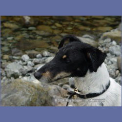 2003_3665_Power_River_Ououkinsh_Inlet_Dogs.html