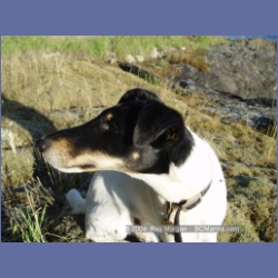 2003_4948_Whirlpool_Rapids_Dogs.html