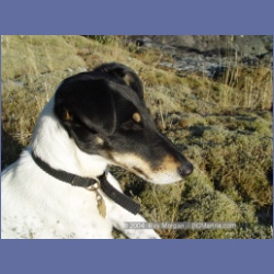 2003_4949_Whirlpool_Rapids_Dogs.html