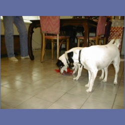 200X_006_Dogs.html