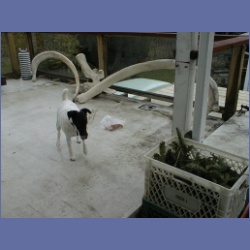 200X_007_Dogs.html