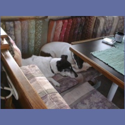 200X_055_Dogs.html