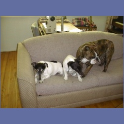 200X_095_Dogs.html