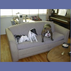 200X_096_Dogs.html