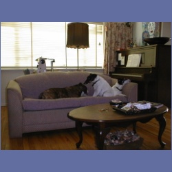 200X_097_Dogs.html
