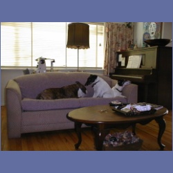 200X_098_Dogs.html