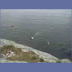 200X_124_Dogs_Wallace_Island.html