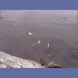 200X_125_Dogs_Wallace_Island.html