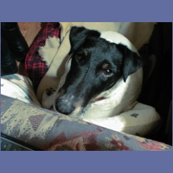 200X_182_Dogs.html