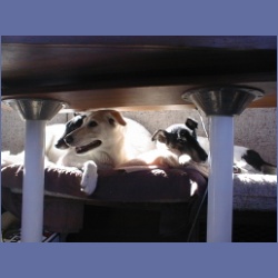 200X_206_Dogs.html