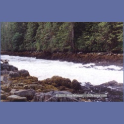 1997_fishegg_inlet118.html