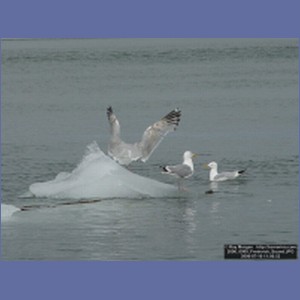 2006_0908_Frederick_Sound.JPG