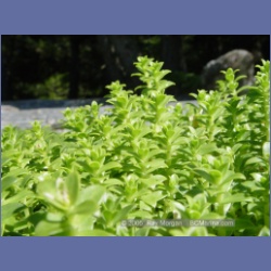 2005_1848_Freeman_Passage_Kitkatla_Inlet.html
